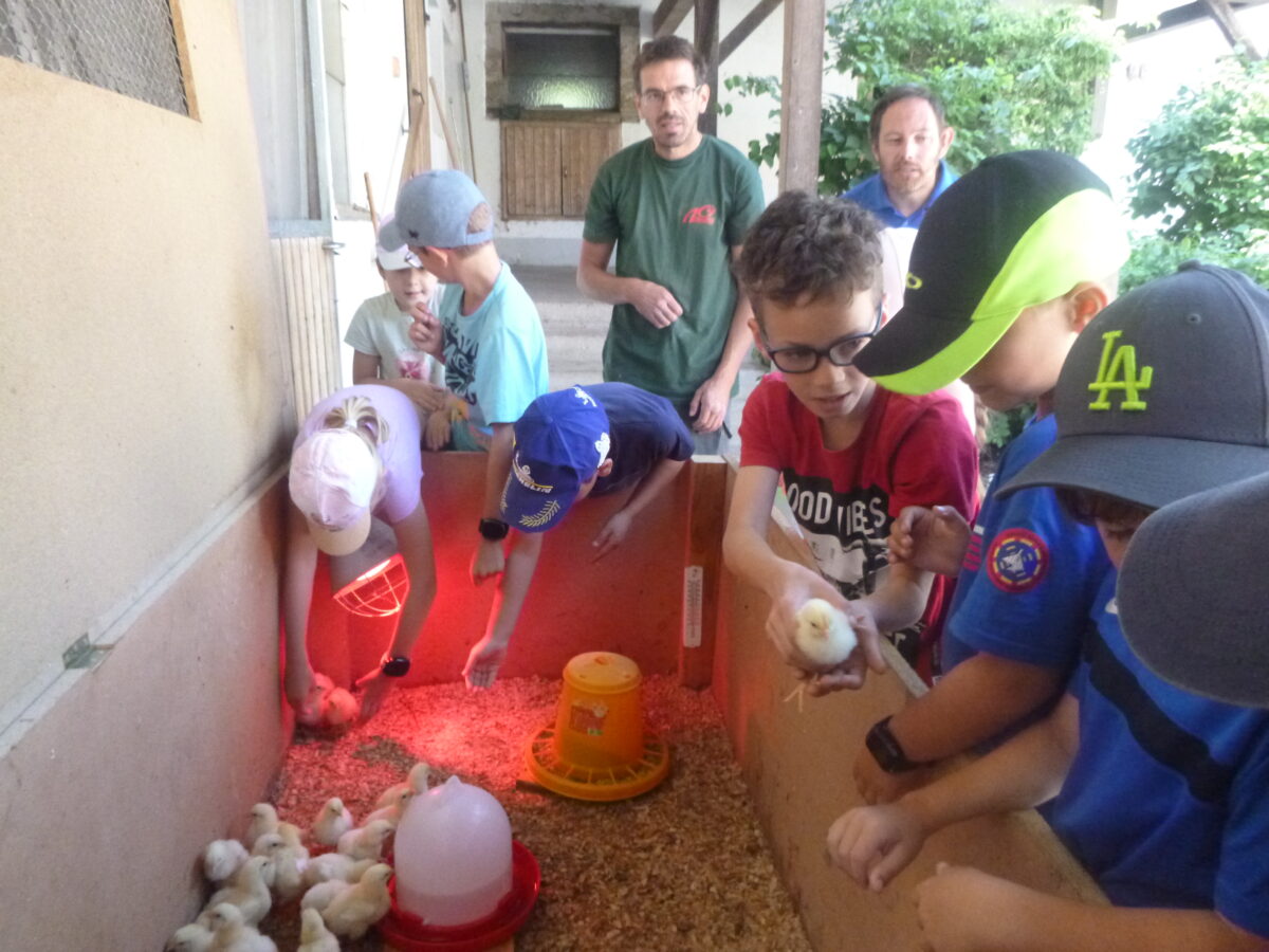 einige Kinder stehen rund um eine große Kiste, in der kleine, gelbe Küken sind. Zwei Kinder greifen in die Kiste, ein Kind hält ein Küken.