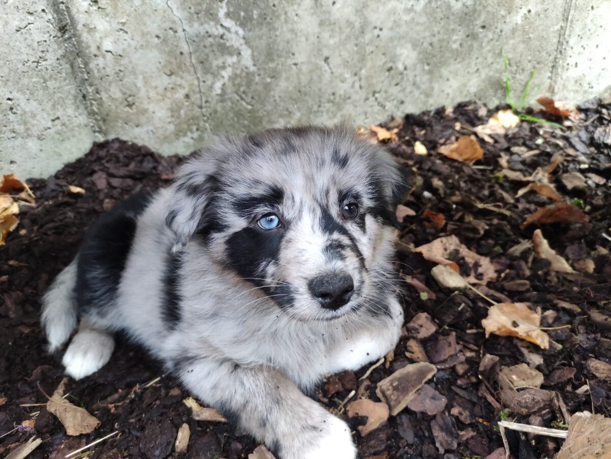 weiß-schwarzer Welpe mit einem blauen und einem braunen Auge