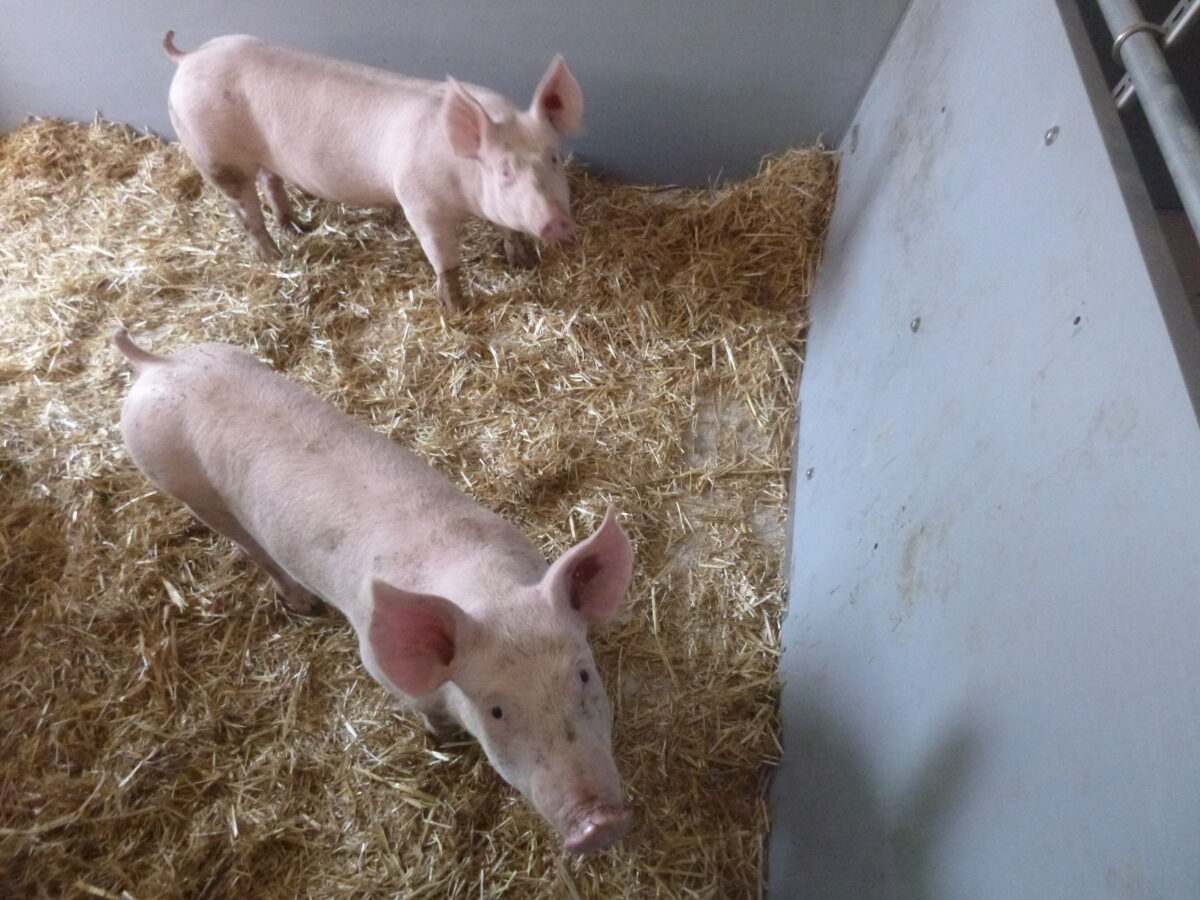 zwei Schweine im Stall auf Strohboden