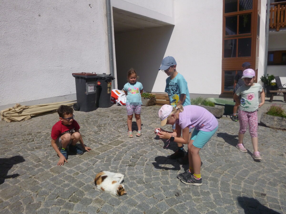 Kinder stehen im Halbkreis um eine weiß-getigerte, liegende Katze, ein Mädchen fotografiert die Katze.