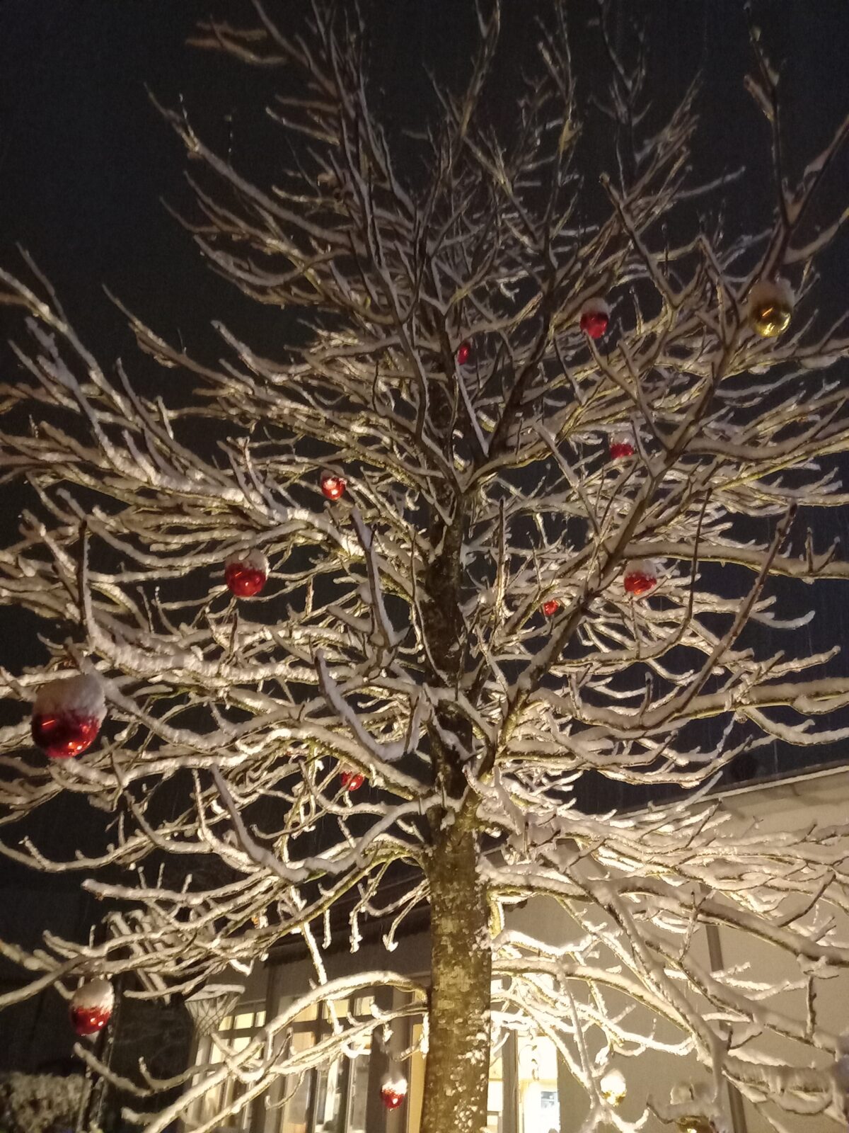 Baum mit eingeschneiten Ästen und rot glänzenden Weihnachtskugeln geschmückt